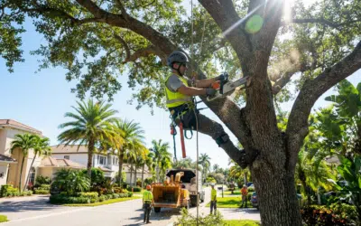 Winter Tree Care Guide for South Florida: What You Actually Need to Do