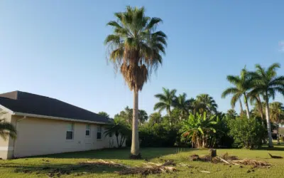 The Hidden Costs of Delaying Tree Removal