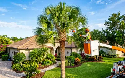 Sabal Palm Care: Florida’s State Tree Maintenance Guide