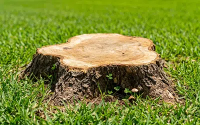 Is Stump Grinding Better Than Stump Removal?