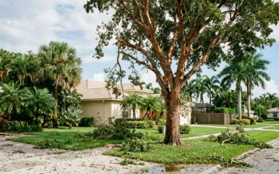 Salvage or Remove? Deciding on Storm-Damaged Trees in South Florida