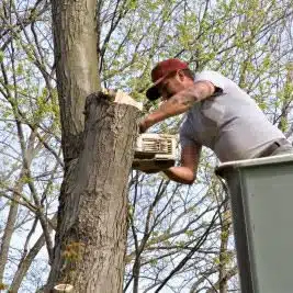 cost for tree removal, cost for tree trimming, cost of removing trees, cost of tree removal, how much is tree removal, how much is tree trimming, how much should tree trimming cost, prices for tree removal, tree removal prices, tree removal quotes, tree removal rates, tree trimming cost, tree trimming estimate, tree trimming prices average, tree stump grinding cost