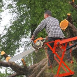 tree care professional, tree experts, professional tree services, tree specialist, tree specialists